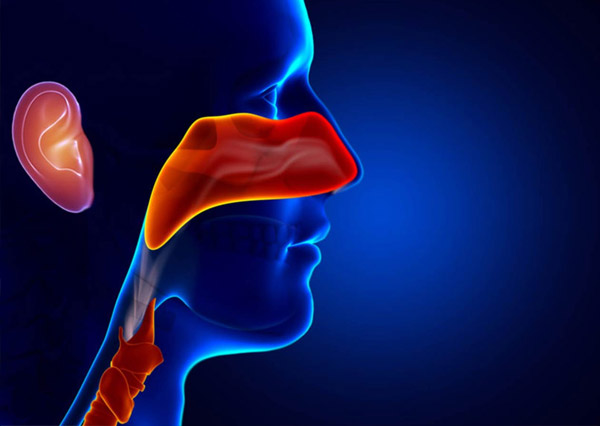 Vi khuẩn tại amidan có thể lan sang các bộ phận liên quan như tai mũi họng dẫn đến một số bệnh lý khác nhau